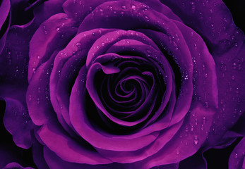 Obrazy na Szkle  Zbliżenie fioletowej róży
