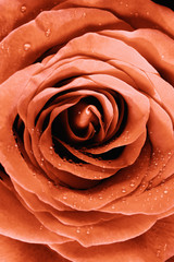 Panele Szklane  Zbliżenie żółto-czerwonej róży
