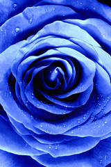Obraz na płótnie Canvas Closeup of a Blue Rose