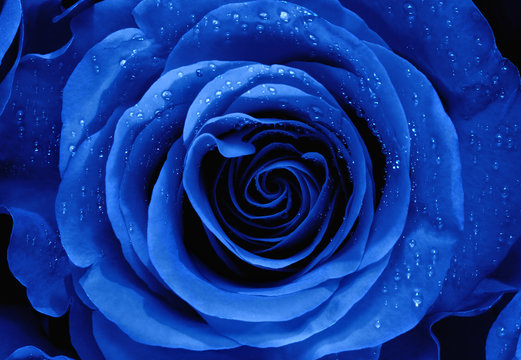  Closeup of a Blue Rose
