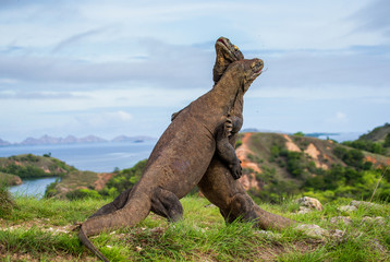 Fototapeta premium Komodo Dragons are fighting each other. Very rare picture. Indonesia. Komodo National Park. An excellent illustration.