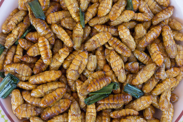 fried silk caterpillar for retail sale in Thailand market