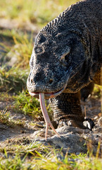 Portrait of a Komodo Dragon. Close-up. Indonesia. Komodo National Park. An excellent illustration.