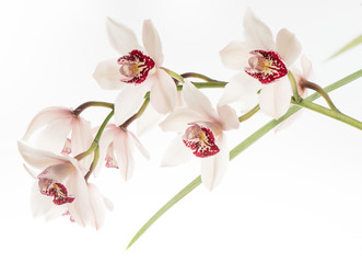 Beautiful pink orchid flowers over white background