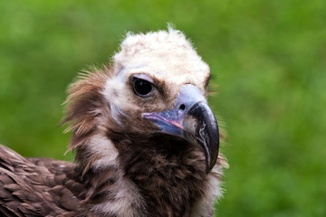 Fototapeta premium Head of vulture