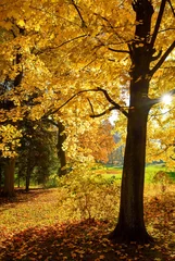 Store enrouleur  Park im Herbst  © Sibylle