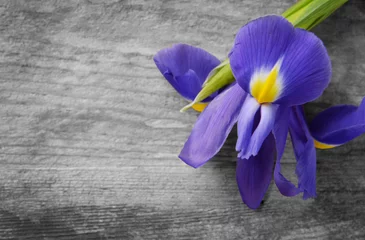Meubelstickers Beautiful iris flower on wooden background, copy space © Africa Studio