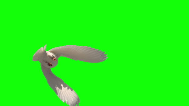 Dove flying on green screen background