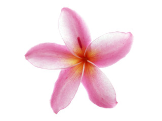 Fototapeta na wymiar single pink plumeria or frangipani flower head (leelawadee) isolated on white background, tropical flower are fragrant and bloom in summer for zen spa decoration, flat lay close up top view