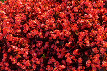 Common Red Flowers Garden In Spring