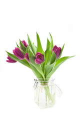 Violet tulips on white background