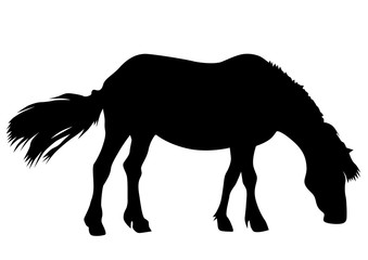 Silhouette of a horse on a white background