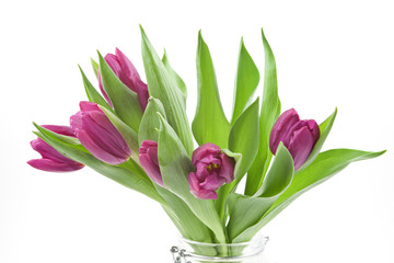 Violet tulips on white background