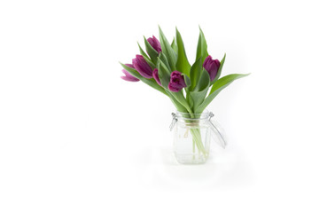 Naklejka na ściany i meble Violet tulips on white background