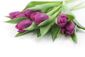 Violet tulips on white background