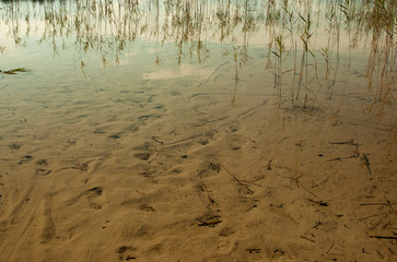 Photo sandy bottom of the lake in the summer. Horizontal view.