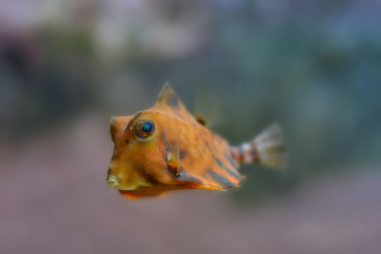Kleiner Kofferfisch