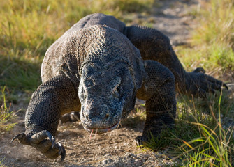 Komodo dragon is on the ground. Interesting perspective. The low point shooting. Indonesia. Komodo National Park. An excellent illustration.