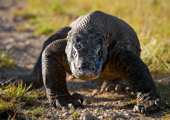 Komodo dragon is on the ground. Interesting perspective. The low point shooting. Indonesia. Komodo National Park. An excellent illustration.