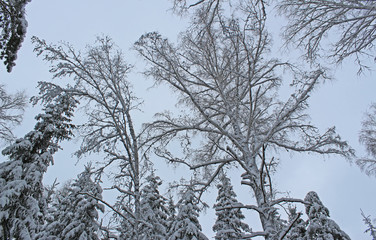 Beautiful snowy forest cold winter in December