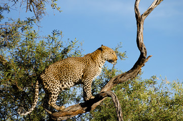 Leopard on a Branch - Namibia