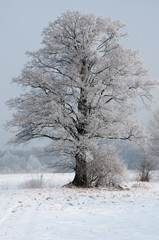 A beautiful,lonely ,frosted old willow tree in a meadow in winte