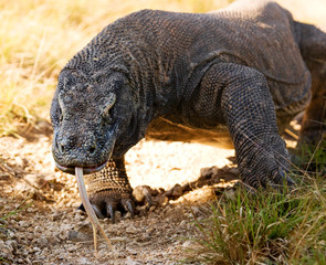 Komodo dragon is on the ground. Interesting perspective. The low point shooting. Indonesia. Komodo National Park. An excellent illustration.