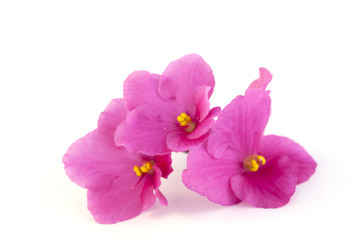 macro photo of pink violet isolated flower