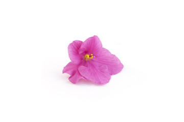 Obraz na płótnie Canvas macro photo of pink violet isolated flower