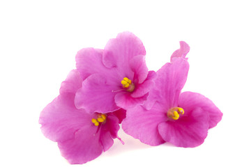 macro photo of pink violet isolated flower