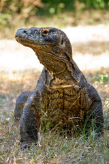 Komodo dragon is on the ground. Interesting perspective. The low point shooting. Indonesia. Komodo National Park. An excellent illustration.