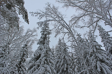 Beautiful snowy forest cold winter in December