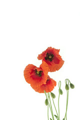 Beautiful Red Poppies on white background