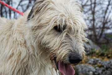 Portrait of beautiful Irish Wolfhound dog