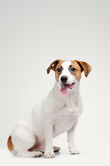 Young dog Jack Russell terrier with his tongue out
