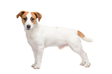 Young dog Jack Russell terrier staying on the white background - obrazy, fototapety, plakaty