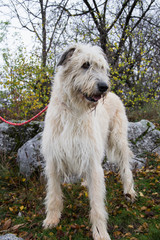 Portrait of beautiful Irish Wolfhound dog