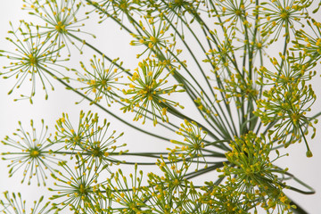 fresh green flowering dill on white background
