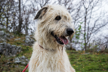 Portrait of beautiful Irish Wolfhound dog