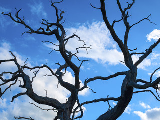 Dead oak tree isolated against blue sky