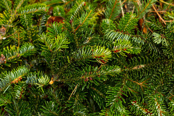Pine branches