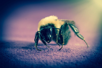 Common Eastern Bumblebee