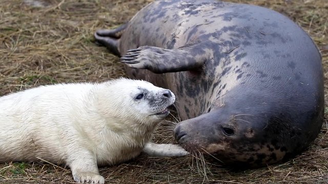 Grey Seal Cow and Pup. On a Beach. Donna Nook.