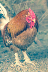 Farm Rooster