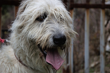 Portrait of beautiful Irish Wolfhound dog