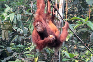Female Borneo Orangutan with its cub, hanging and eating at the