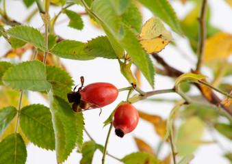 branch with the fruits of wild rose against the sky