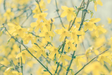 Closeup Forsythia Flowers
