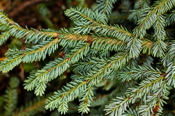 Pine branches