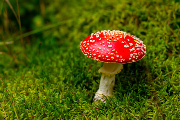 Mushroom in the forest